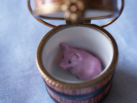 Pink Pig