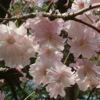 2004