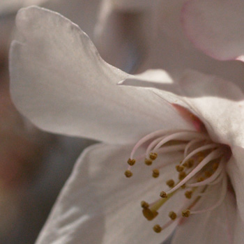 2006