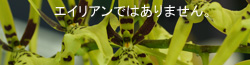 ۂ̓rŌ