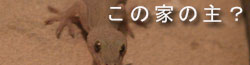 さんぽの途中で見つけたもの