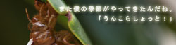 さんぽの途中で見つけたもの