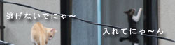 さんぽの途中で見つけたもの0