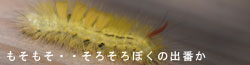 さんぽの途中で見つけたもの