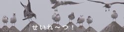 さんぽの途中で見つけたもの