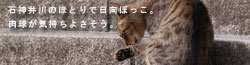 さんぽの途中で見つけたもの