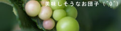さんぽの途中で見つけたもの