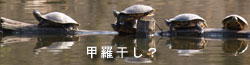 さんぽの途中で見つけたもの