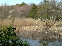 石神井公園