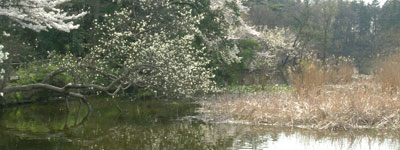 石神井公園