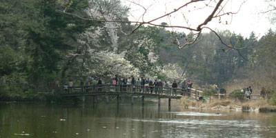 石神井公園