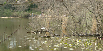 石神井公園