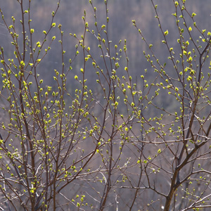 spring
