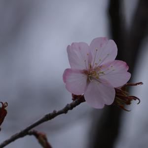 spring
