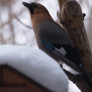 winter